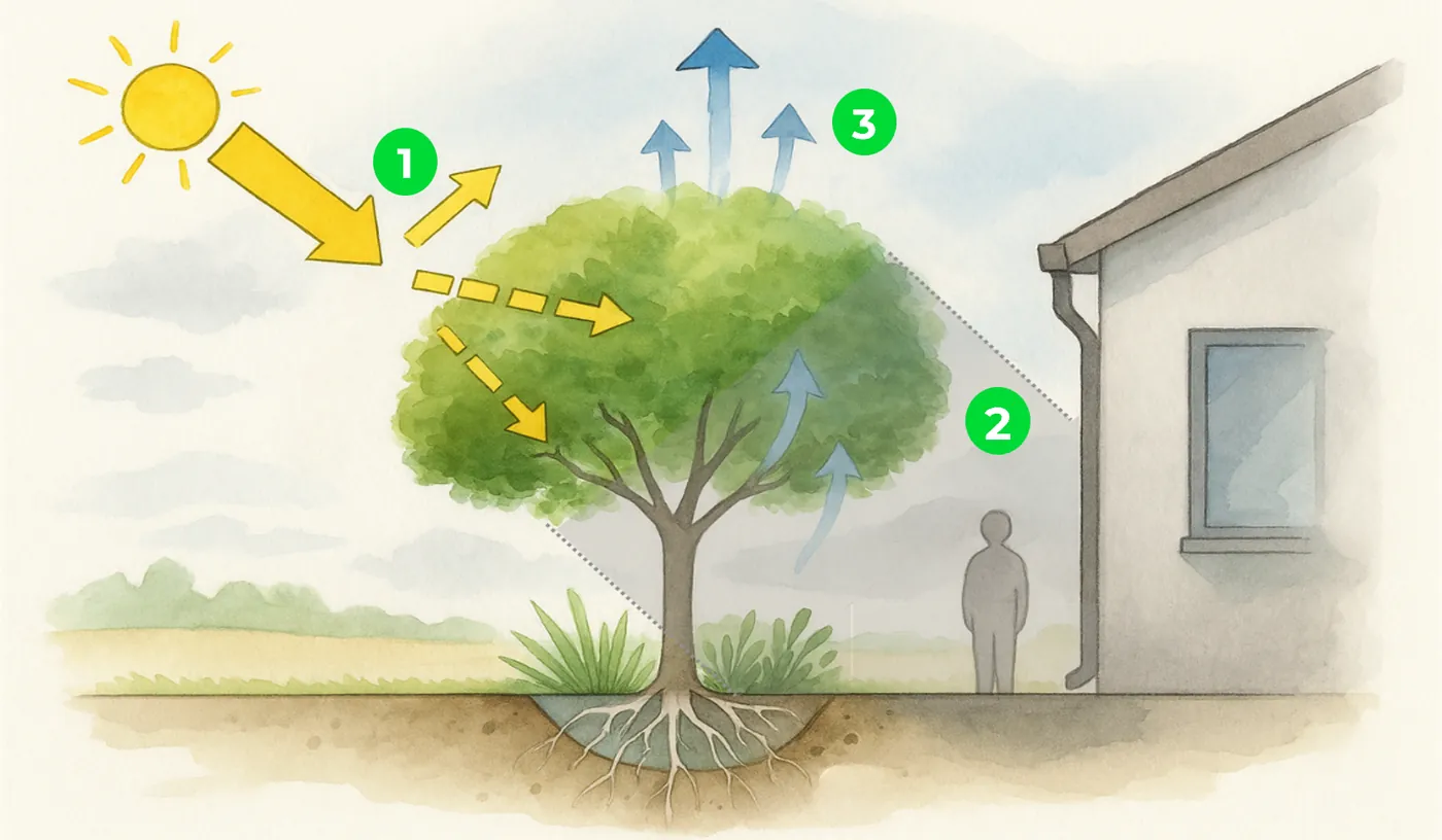 Les trois pouvoirs rafraîchissants de l'arbre : il réfléchit une partie du soleil, projette de l'ombre, et rafraîchit l'air en transpirant l'eau puisée dans le sol.