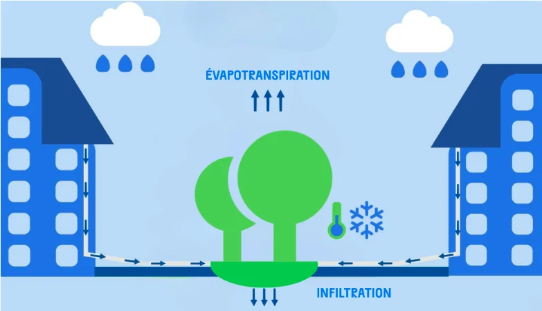 Étape 3 : on plante un arbre dans le creux ; nourri par l'eau infiltrée, il rafraîchit l'air en transpirant.