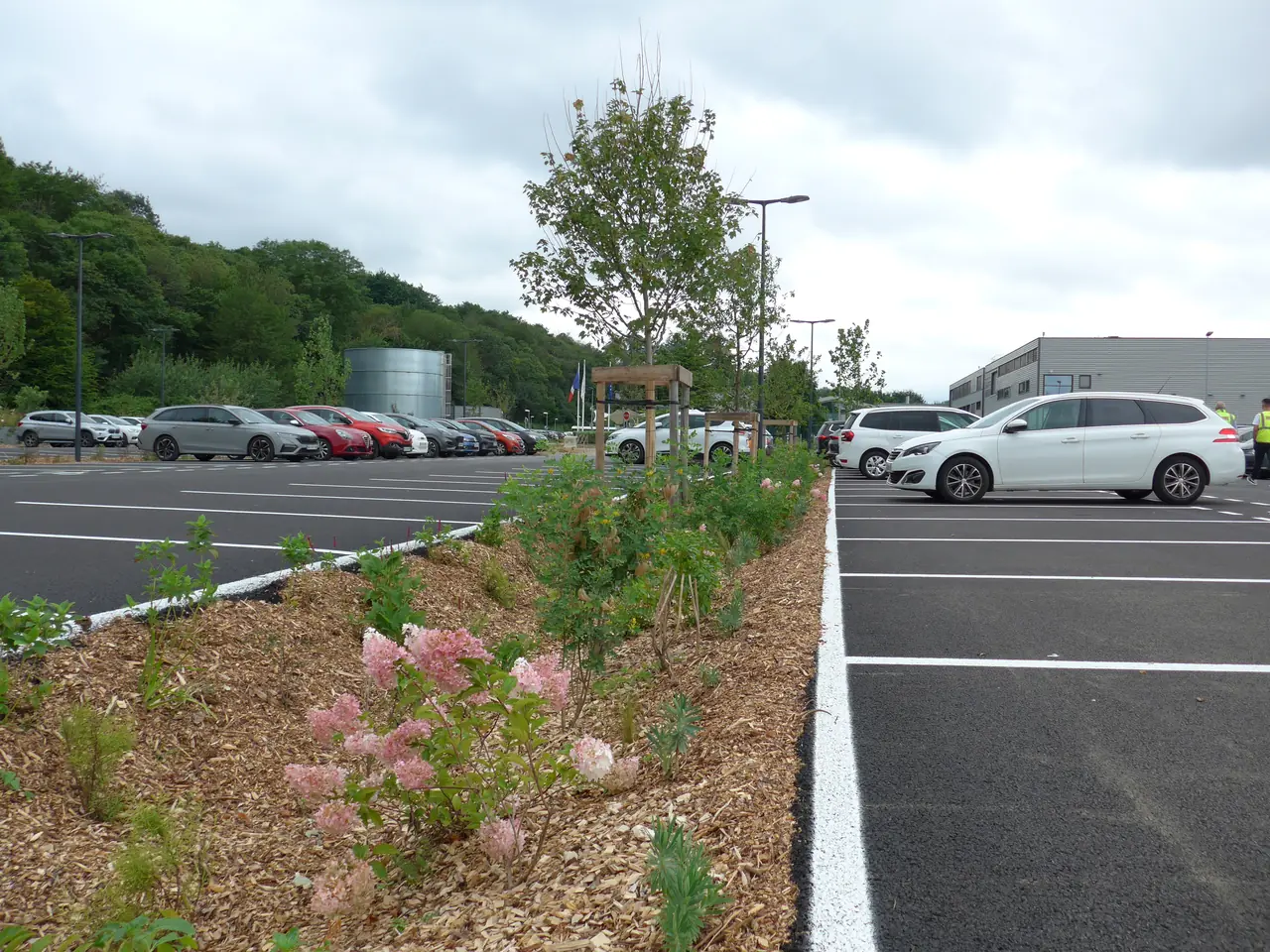 Un parking d'entreprise dont une rangée a été désimperméabilisée : une bande plantée d'arbres, d'arbustes et de vivaces recueille l'eau de pluie entre les places de stationnement.